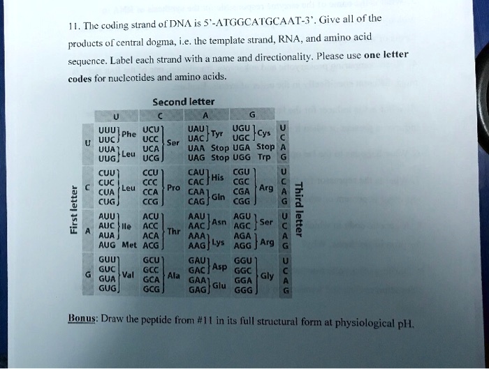 SOLVED Coding strand of DNA is 5ATGGCATGCAAT3. Give all of the