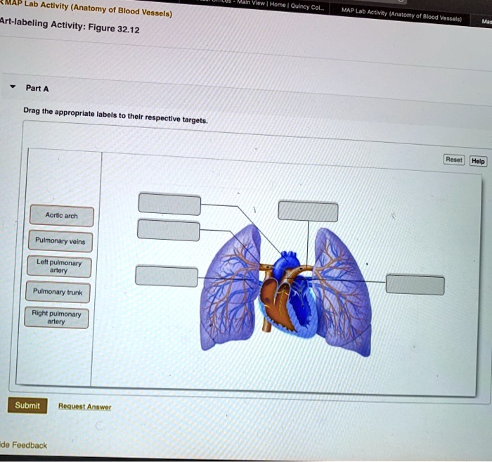 Solved Lab Activity Anatomy Of Blood Vessels Art Labeling Activity Figure Part A Drag