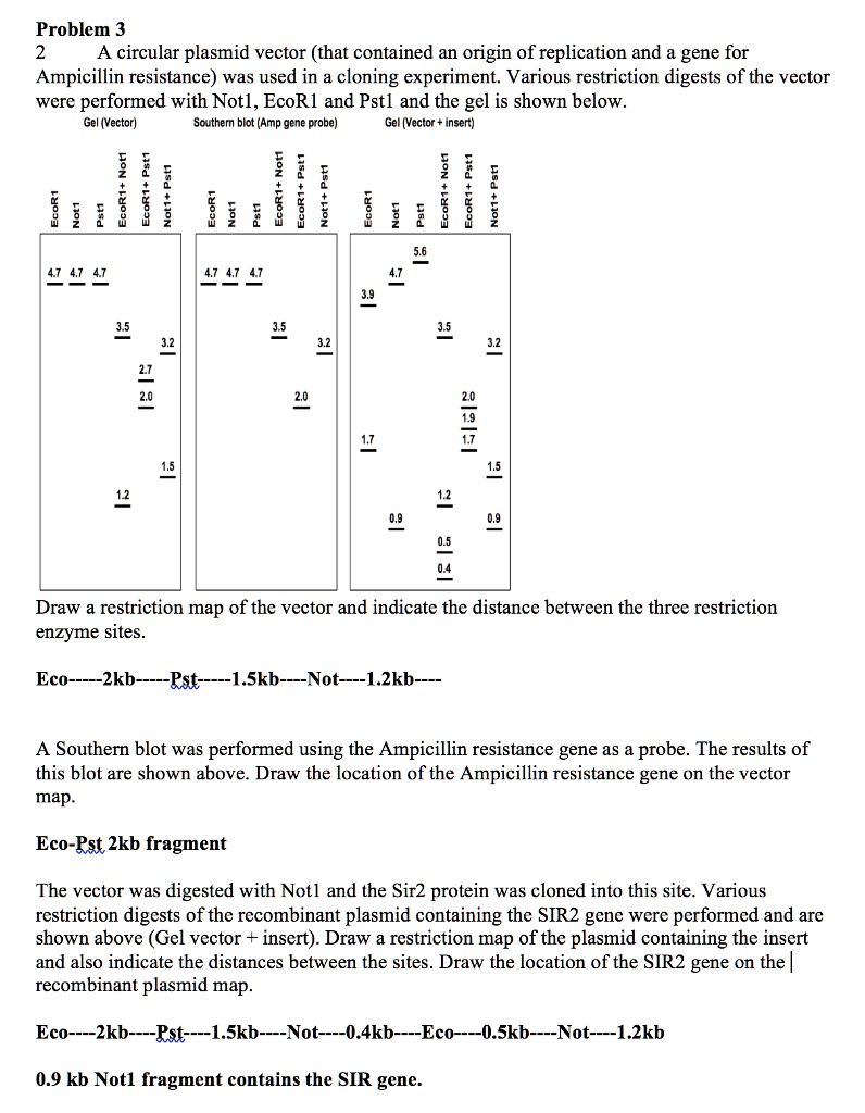 Solved Problem A Circular Plasmid Vector That Contained An Origin Of