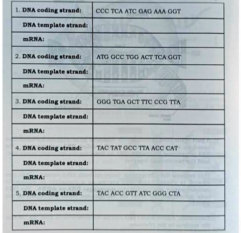 SOLVED: DNA coding strand: TAC ATG CGG ATT ACT GTA DNA template strand ...