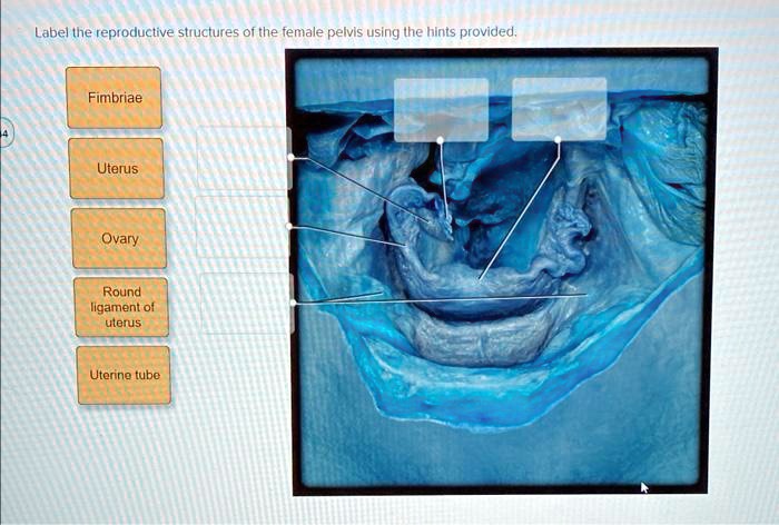 Label the reproductive structures of the female pelvis using the hints