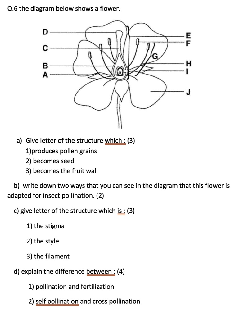 SOLVED: Q.6 The diagram below shows a flower. D 6 C 8 a) Give the ...