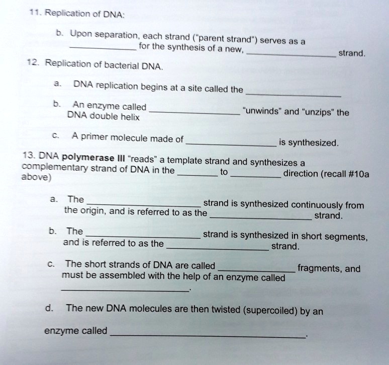 11. Replication of DNA:
b. Upon separation, each strand ("parent strand") serves as a  for the synthesis of a new,  strand.
12. Replication of bacterial DNA.
a. DNA replication begins at a site called the 
b. An enzyme called  "unwinds" and "unzips" the DNA double helix
c. A primer molecule made of  is synthesized.
13. DNA polymerase III "reads" a template strand and synthesizes a complementary strand of DNA in the  to  direction (recall #10a above)
a. The  strand is synthesized continuously from the origin, and is referred to as the  strand.
b. The  strand is synthesized in short segments, and is referred to as the  strand.
c. The short strands of DNA are called  fragments, and must be assembled with the help of an enzyme called .
d. The new DNA molecules are then twisted (supercoiled) by an enzyme called .
