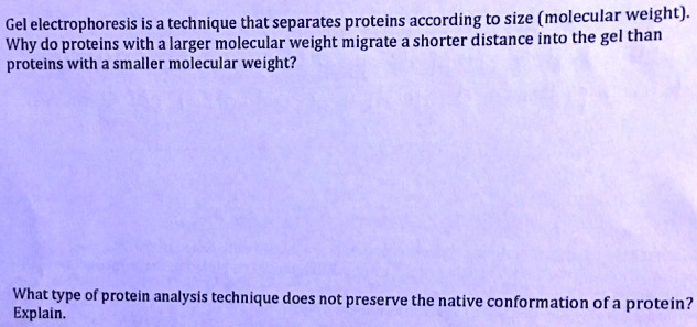 Gel electrophoresis is a technique that separates proteins according to size (molecular weight).
Why do proteins with a larger molecular weight migrate a shorter distance into the gel than
proteins with a smaller molecular weight?

What type of protein analysis technique does not preserve the native conformation of a protein?
Explain.