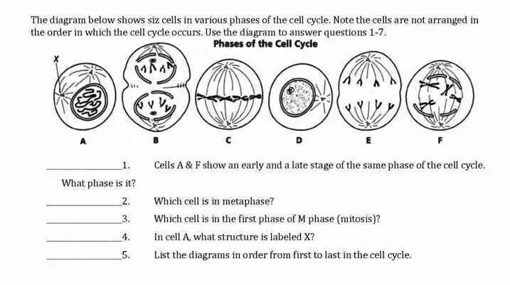 the diagram below shows siz cells in various phases of the cell cycle ...