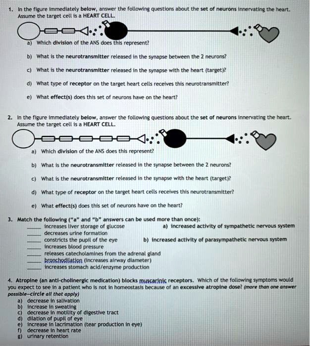 1. In the figure immediately below, answer the following questions about the set of neurons innervating the heart. Assume the target cell is a HEART CELL.
a) Which division of the ANS does this represent?
b) What is the neurotransmitter released in the synapse between the 2 neurons?
c) What is the neurotransmitter released in the synapse with the heart (target)?
d) What type of receptor on the target heart cells receives this neurotransmitter?
e) What effect(s) does this set of neurons have on the heart?

2. In the figure immediately below, answer the following questions about the set of neurons innervating the heart. Assume the target cell is a HEART CELL.
a) Which division of the ANS does this represent?
b) What is the neurotransmitter released in the synapse between the 2 neurons?
c) What is the neurotransmitter released in the synapse with the heart (target)?
d) What type of receptor on the target heart cells receives this neurotransmitter?
e) What effect(s) does this set of neurons have on the heart?

3. Match the following ("a" and "b" answers can be used more than once):
 increases liver storage of glucose
 decreases urine formation
 constricts the pupil of the eye
 increases blood pressure
 releases catecholamines from the adrenal gland
 bronchodilation (increases airway diameter)
 increases stomach acid/enzyme production

a) increased activity of sympathetic nervous system
b) increased activity of parasympathetic nervous system

4. Atropine (an anti-cholinergic medication) blocks muscarinic receptors. Which of the following symptoms would you expect to see in a patient who is not in homeostasis because of an excessive atropine dose? (more than one answer possible—circle all that apply)
a) decrease in salivation
b) increase in sweating
c) decrease in motility of digestive tract
d) dilation of pupil of eye
e) increase in lacrimation (tear production in eye)
f) decrease in heart rate
g) urinary retention