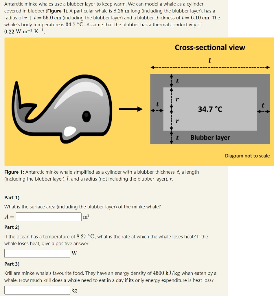 SOLVED: Antarctic minke whales use blubber layer to keep warm We can