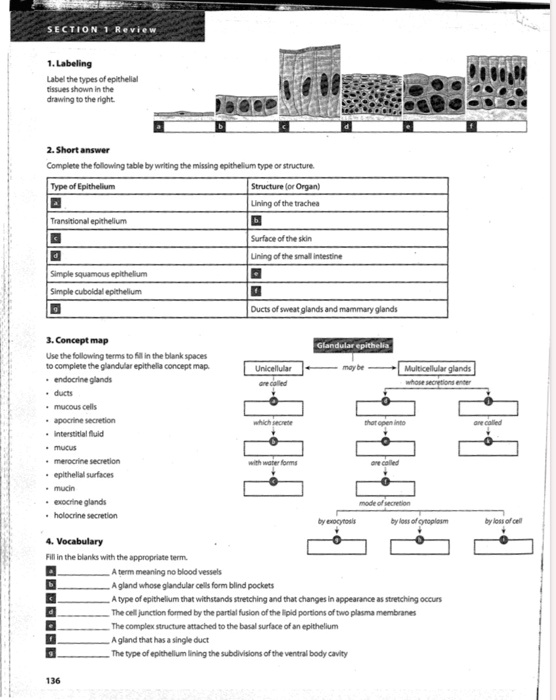 SOLVED Labeling Label the types of epithelial tissues shown in the