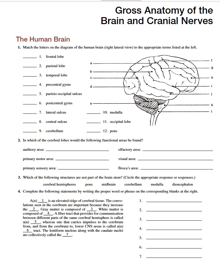 SOLVED: Gross Anatomy of the Brain and Cranial Nerves The Human Brain 1 ...