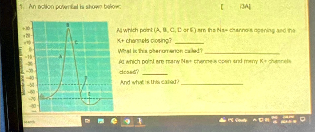 SOLVED: An action potential is shown below: |3A] At which point (A, B ...