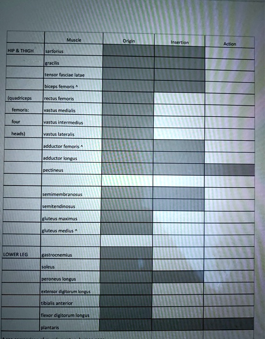SOLVED help. will rate Muscle Origin Insertion Action HIP THIGH