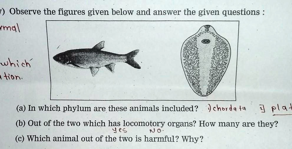 SOLVED: '(v) Observe the figures given below and answer the given questions  :(a) In which phylum are these animals included?(b) Out of the two which  has locomotory organs? How many are they?(c)