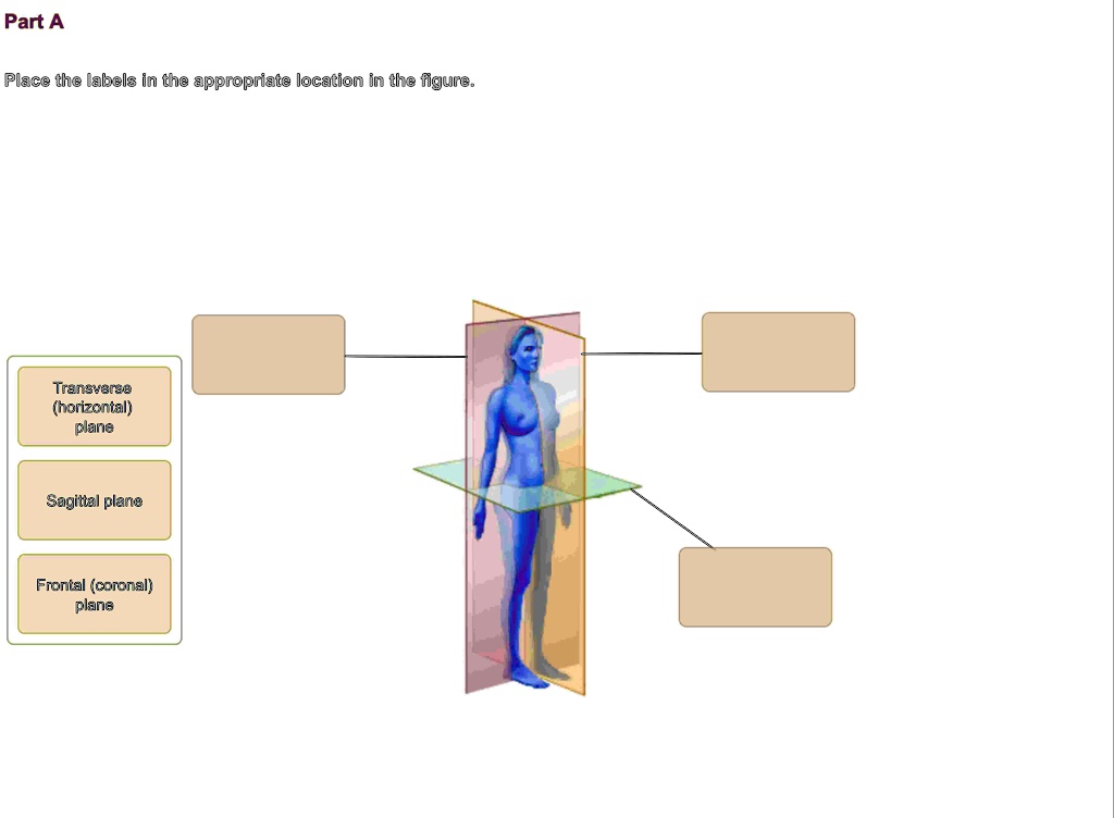 [GET ANSWER] part a place the labels in the appropriate location in the ...