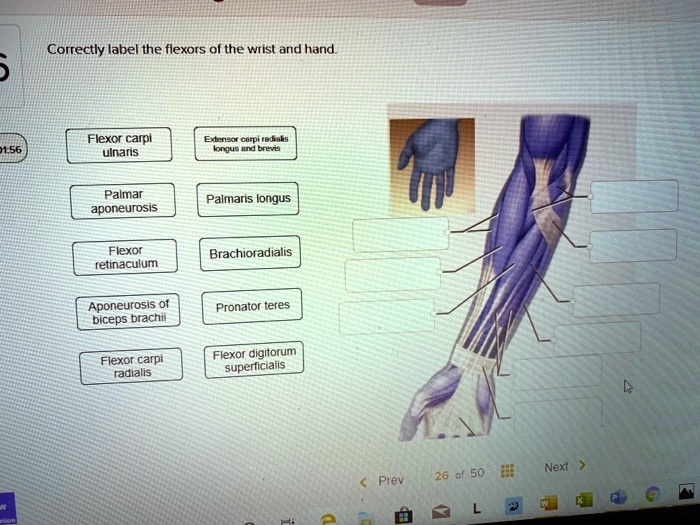 SOLVED Correctly label the flexors of the wrist and hand Flexor carpi