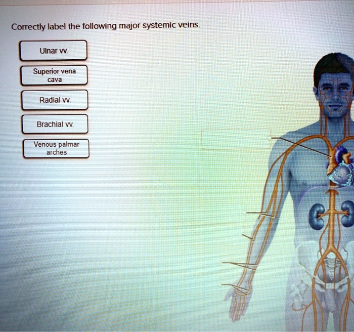 SOLVED: Correctly label the following major systemic veins: Ulnar vein