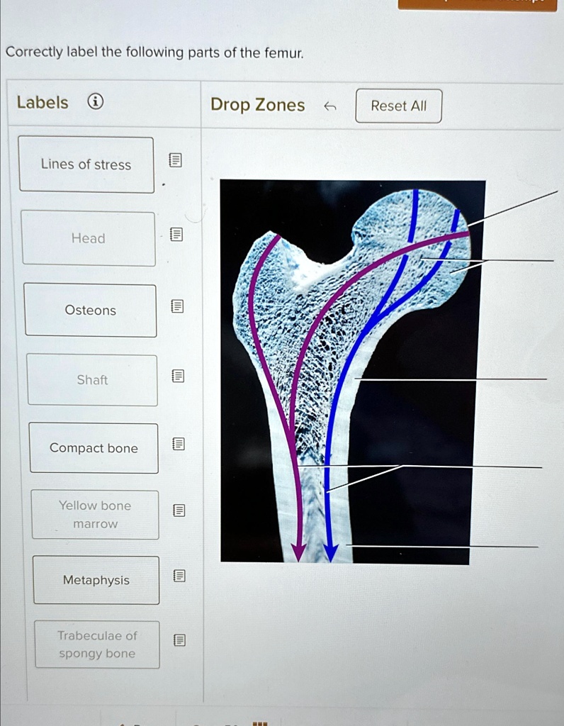 correctly label the following parts of the femur labels i drop zones ...