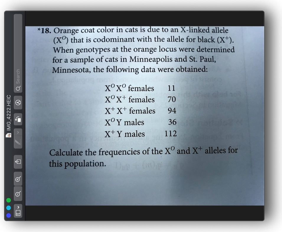 SOLVED *18. Orange coat color in cats is due to an Xlinked allele (XO) that is codominant with