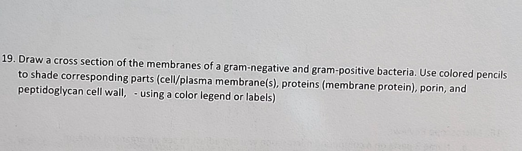 19. Draw a cross section of the membranes of a gram-negative and gram ...
