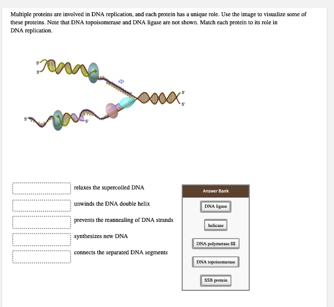 SOLVED:Multiple proteins are involved in DNA replication and each ...