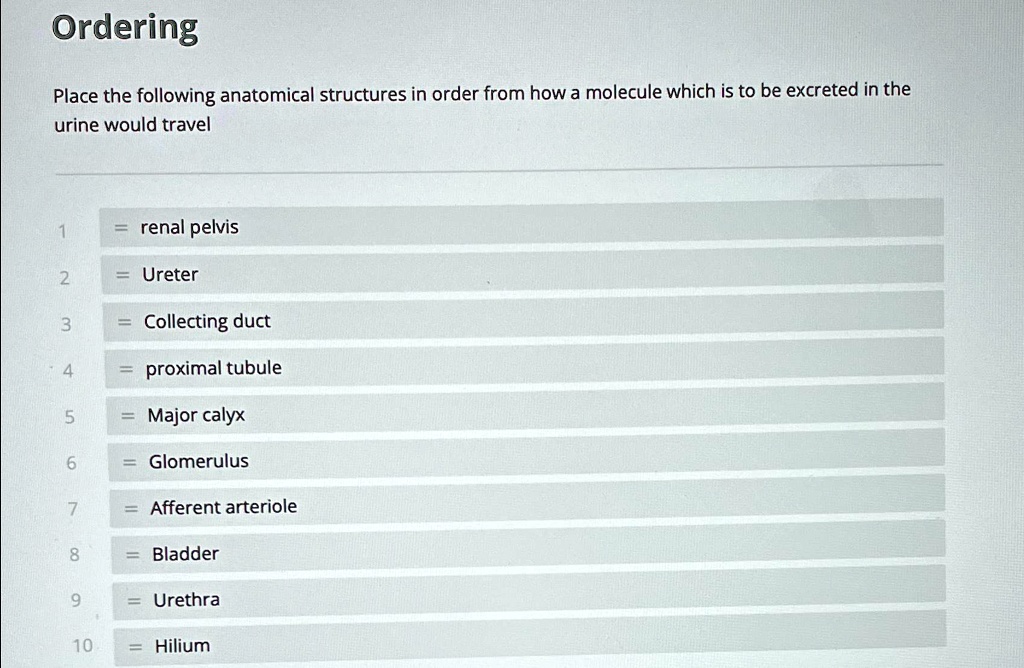 SOLVED: Ordering Place the following anatomical structures in order ...