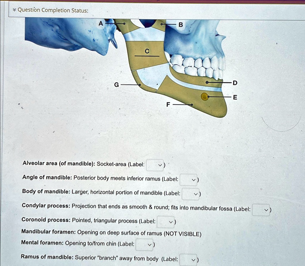 SOLVED: Alveolar area (of mandible): Socket area (Label) Angle of ...