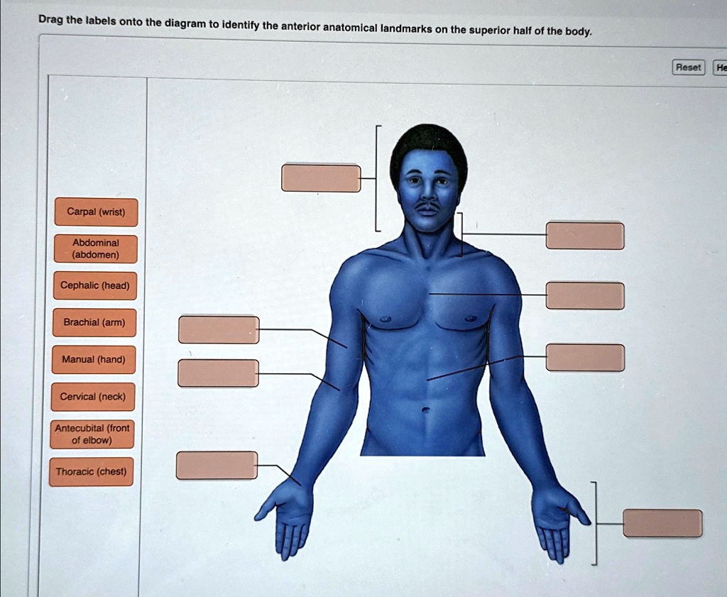 Drag The Labels Onto The Diagram To Identify The Anterior Anatomical ...