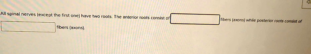 All spinal nerves (except the first one) have two roots. The anterior ...
