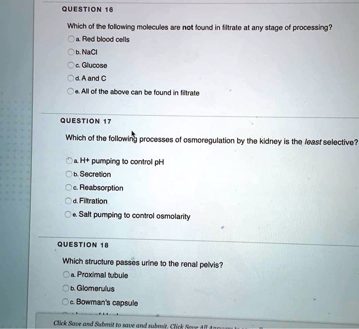 QUESTION 16
Which of the following molecules are not found in filtrate at any stage of processing?
a. Red blood cells
b. NaCl
c. Glucose
d. A and C
e. All of the above can be found in filtrate

QUESTION 17
Which of the following processes of osmoregulation by the kidney is the least selective?
a. H+ pumping to control pH
b. Secretion
c. Reabsorption
d. Filtration
e. Salt pumping to control osmolarity

QUESTION 18
Which structure passes urine to the renal pelvis?
a. Proximal tubule
b. Glomerulus
c. Bowman's capsule