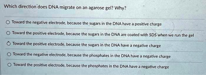 Which direction does DNA migrate on an agarose gel? Why?
Toward the negative electrode, because the sugars in the DNA have a positive charge
Toward the positive electrode, because the sugars in the DNA are coated with SDS when we run the gel
Toward the positive electrode, because the sugars in the DNA have a negative charge
Toward the negative electrode, because the phosphates in the DNA have a negative charge
Toward the positive electrode, because the phosphates in the DNA have a negative charge