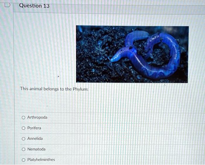 This animal belongs to the Phylum:
Arthropoda
Porifera
Annelida
Nematoda
Platyhelminthes
