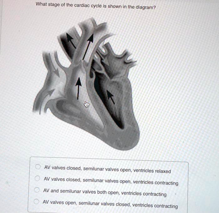 SOLVED What stage of the cardiac cycle is shown in the diagram? AV
