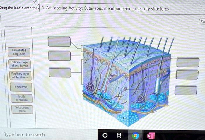 Solved Drag The Labels Onto The 1art Labeling Activitycutaneous Membrane And Accessory