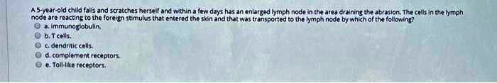 A 5-year-old child falls and scratches herself and within a few days has an enlarged lymph node in the area draining the abrasion. The cells in the lymph node are reacting to the foreign stimulus that entered the skin and that was transported to the lymph node by which of the following?
a. immunoglobulin.
b. T cells.
c. dendritic cells.
d. complement receptors.
e. Toll-like receptors.
