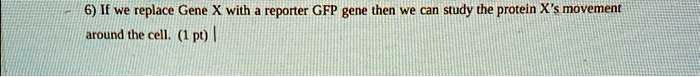 If we replace Gene X with a reporter GFP gene then we can study the protein X's movement around the cell.