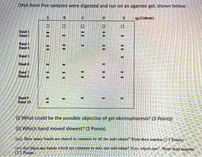 dna from five samples were digested and run on an agarose gel shown ...