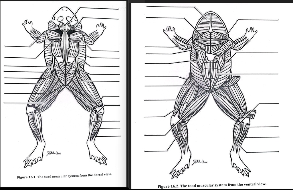 SOLVED: Label the parts of the toad muscdxular system in the dorsal and ...