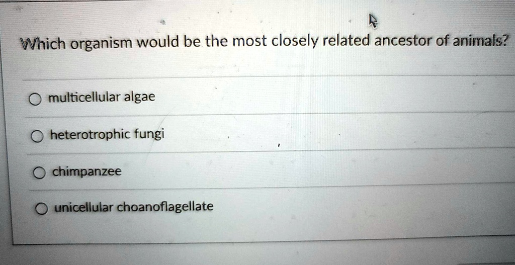 Which organism would be the most closely related ancestor of animals?
multicellular algae
heterotrophic fungi
chimpanzee
unicellular choanoflagellate