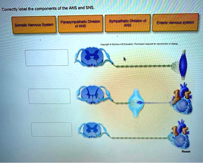 SOLVED: Correctly label the components of the ANS and SNS