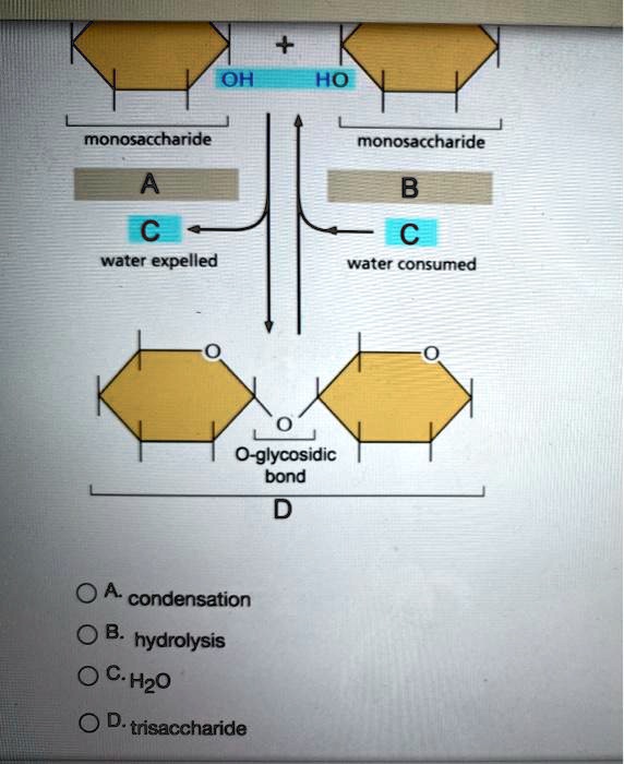 SOLVED: OH HO Monosaccharide Monosaccharide A Water Expelled Water ...