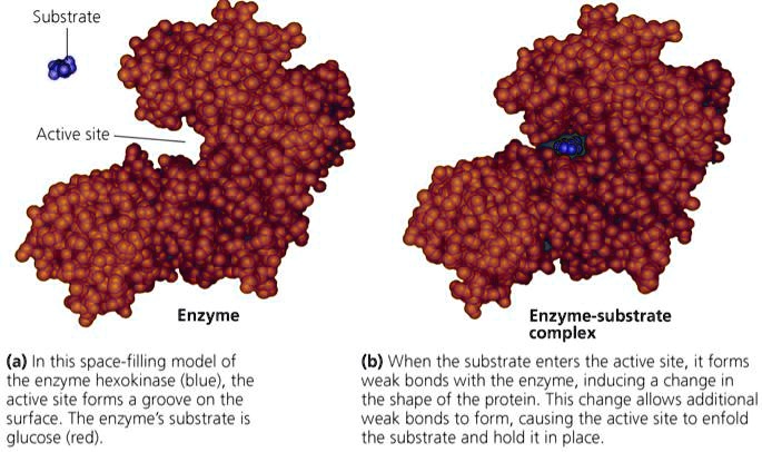 what is the relationship between an enzymes active site and its substrate