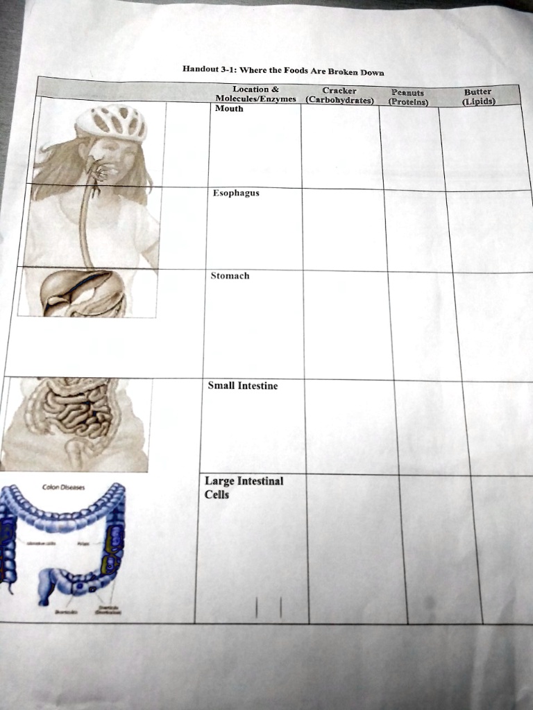 SOLVED Handout 31 Where the Foods Are Broken Down Location Cracker