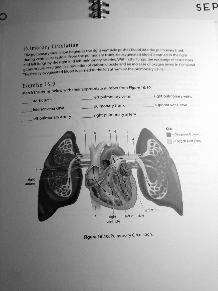 SOLVED Pulmonary Circulation Exercise 16.9 left pulmonary veins