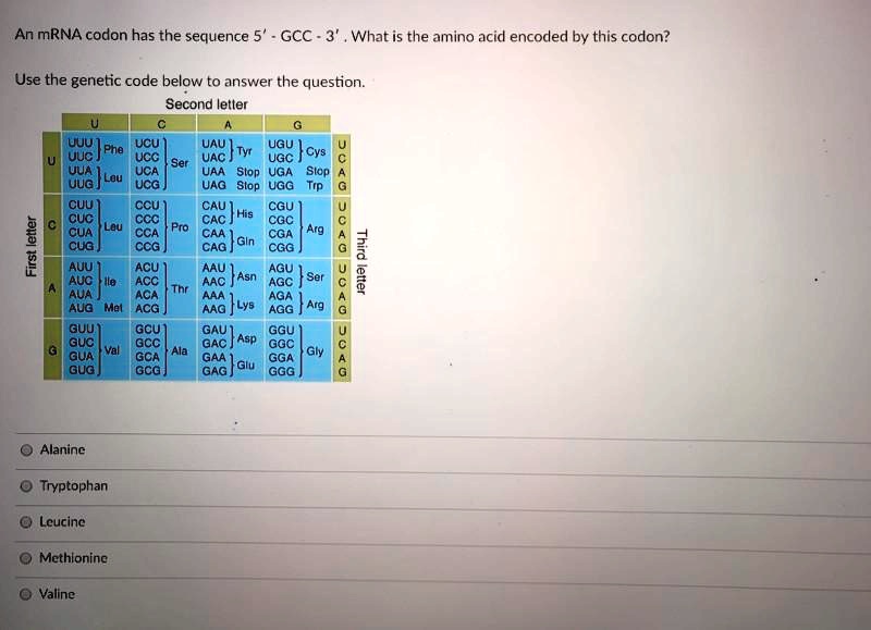 SOLVED An mRNA codon has the sequence 5' GCC. What is the amino acid