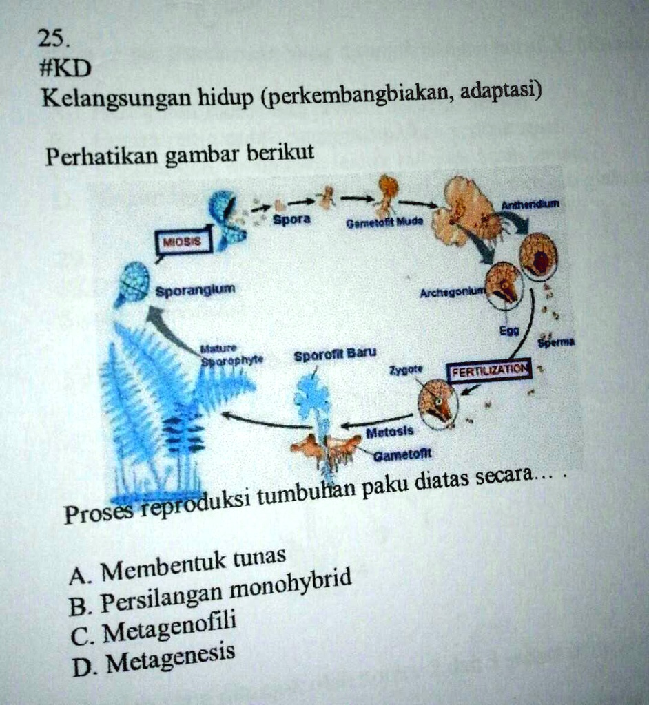 SOLVED: Proses Reproduksi Tumbuhan Paku Diatas Secaraa. Membentuk ...