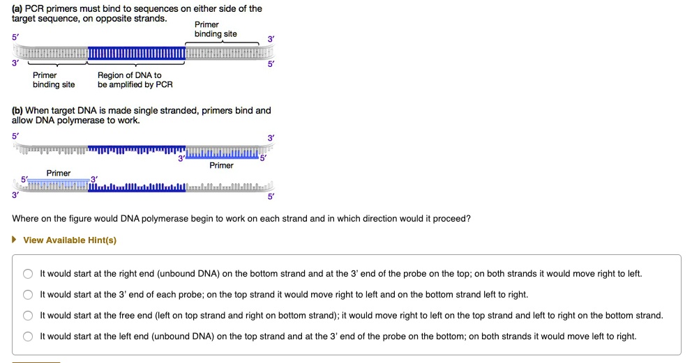 (a) PCR primers must bind to sequences on either side of the
target sequence, on opposite strands.
Primer
binding site
5'
3'
3'
5'
Primer
binding site
Region of DNA to
be amplified by PCR
(b) When target DNA is made single stranded, primers bind and
allow DNA polymerase to work.
5'
3'
3'
5'
Primer
Primer
5'
3'
3'
5'
Where on the figure would DNA polymerase begin to work on each strand and in which direction would it proceed?
It would start at the right end (unbound DNA) on the bottom strand and at the 3' end of the probe on the top; on both strands it would move right to left.
It would start at the 3' end of each probe; on the top strand it would move right to left and on the bottom strand left to right.
It would start at the free end (left on top strand and right on bottom strand); it would move right to left on the top strand and left to right on the bottom strand.
It would start at the left end (unbound DNA) on the top strand and at the 3' end of the probe on the bottom; on both strands it would move left to right.