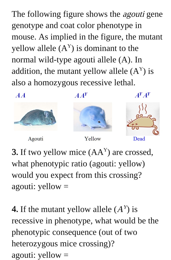SOLVED The following figure shows the agouti gene genotype and coat
