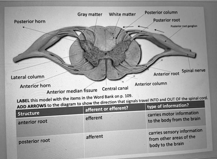 check my work please thank you Gray matter White matter Posterior ...