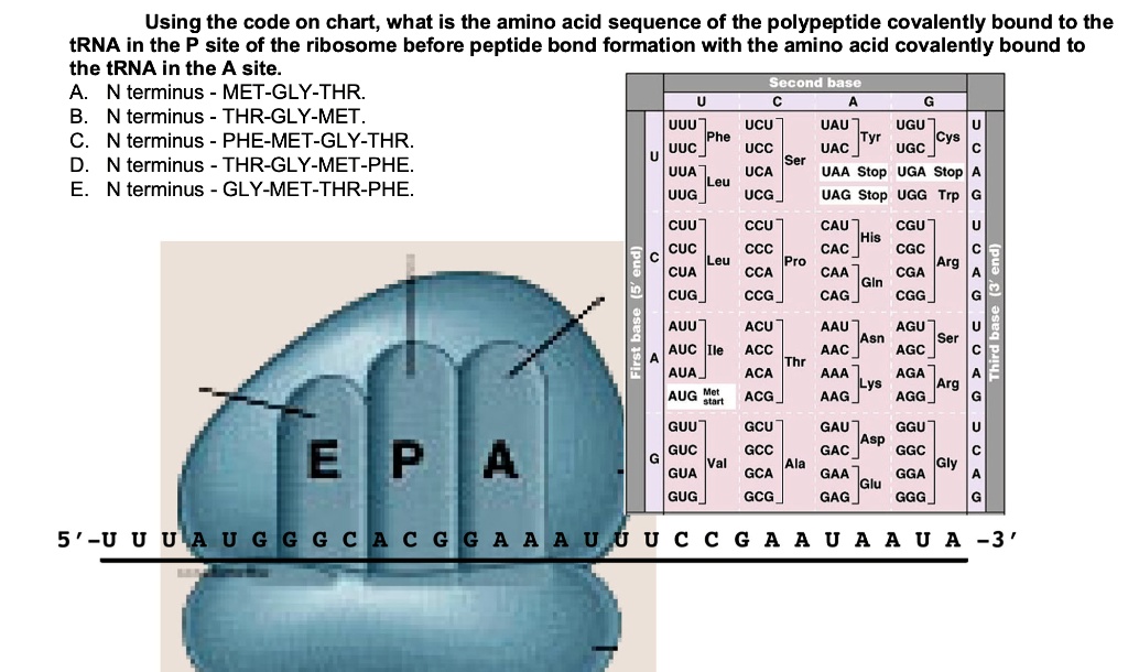 SOLVED Using the code on chart; what is the amino acid sequence of the