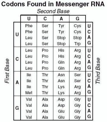 SOLVED: Codons Found in Messenger RNA Second Base Phe Phe Leu Leu Leu ...