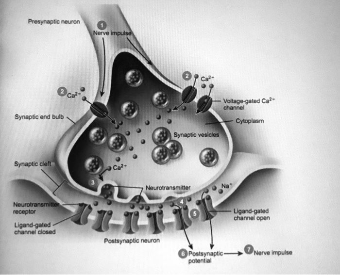 synapse vs caad